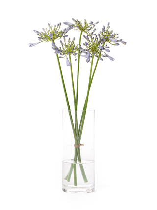 【生花】アガパンサス(青) 品種おまかせ