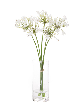 【生花】アガパンサス(白) 品種おまかせ