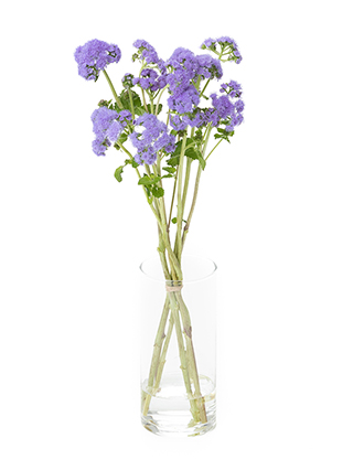 【生花】アゲラタム トップブルー