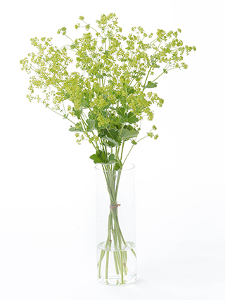 【生花】アルケミラ 品種おまかせ