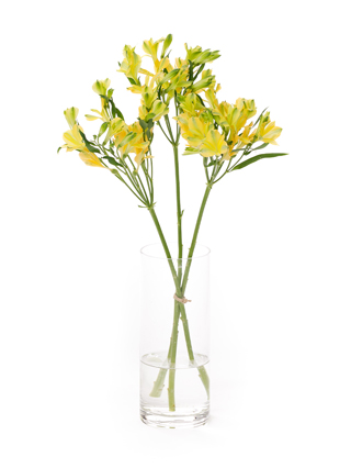 【生花】アルストロメリア(フロリンカ) ファンファーレ