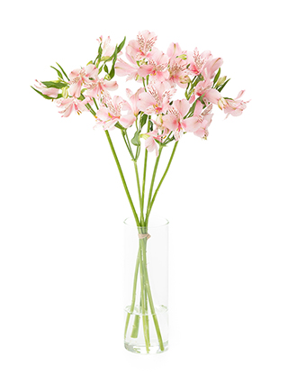 【生花】アルストロメリア(薄ピンク) 品種おまかせ