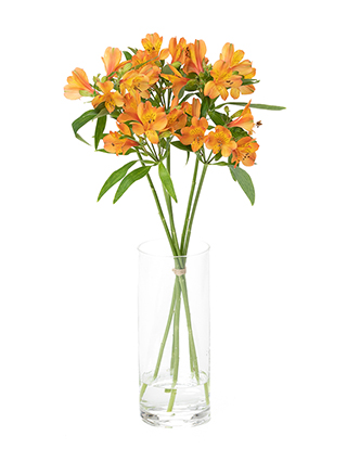 【入荷花材】アルストロメリア(オレンジ)　品種おまかせ