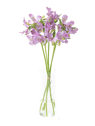 【入荷花材】アルストロメリア(紫)　品種おまかせ