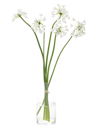 【生花】アリウム コワニー