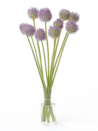 【生花】アリウム ギガンジューム