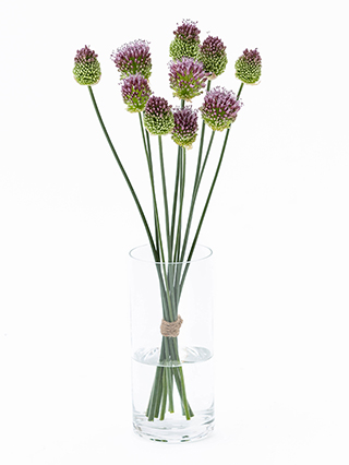 【生花】アリウム 丹頂アリウム