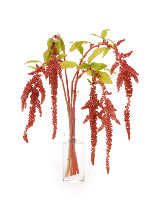 【生花】ケイトウ(アマランサス) コーラルファウンテン