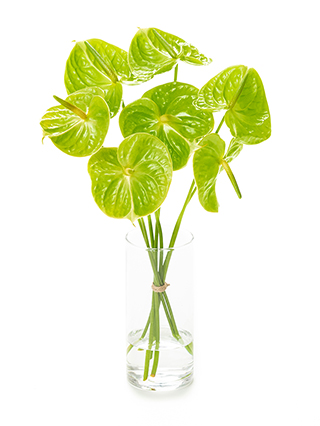 【生花】アンスリウム(緑) 品種おまかせ