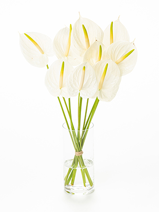 【生花】アンスリウム(白) 品種おまかせ