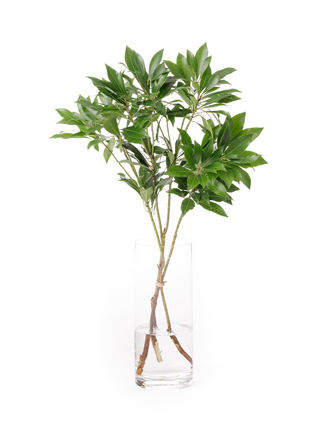 【入荷花材】アセビ