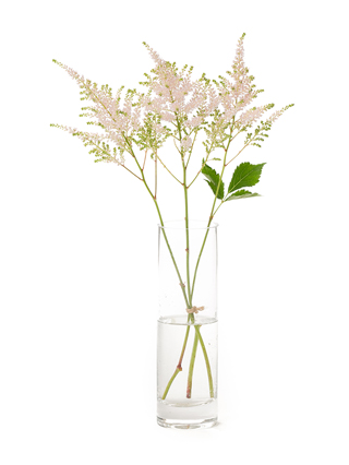 【生花】アスチルベ アメリカ