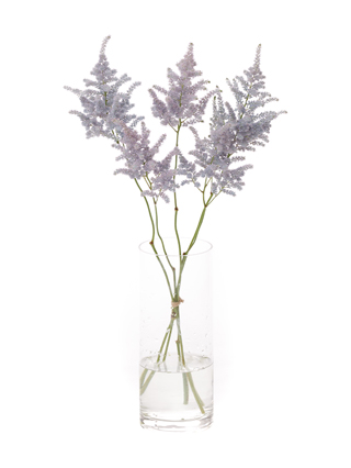 【生花】アスチルベ(染め) ライトブルー