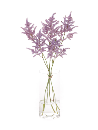 【生花】アスチルベ(染め) ラベンダー