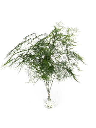 【生花】アスパラ ペラ