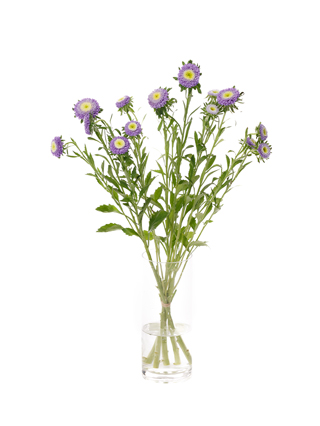 【生花】アスター マカロンブルー