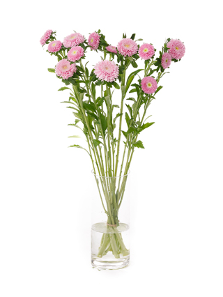 花卉の栄養生理と施肥 生花】アスター マカロンピンク【70cm/愛知県】｜Flower Smith