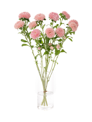 【生花】エゾアスター マッシュサーモン