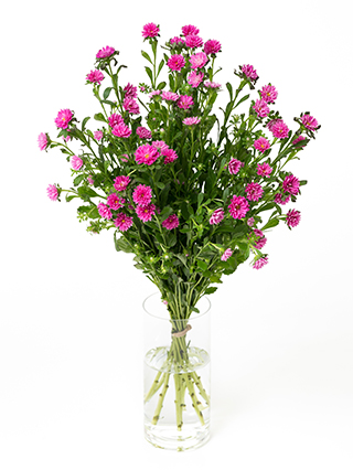 【生花】アスター(ピンク) 品種おまかせ