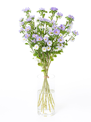 【生花】アスター(紫) 品種おまかせ