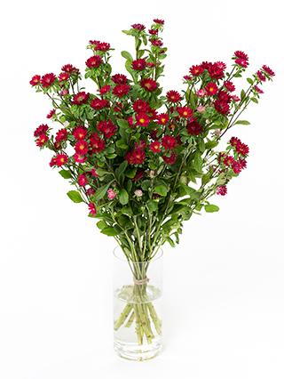 【生花】アスター ステラレッド