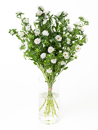 【生花】アスター トゥモローホワイト