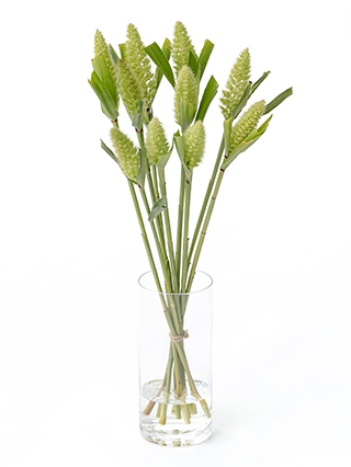 【生花】アワ(緑) 品種おまかせ