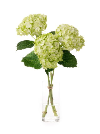 【生花】アジサイ ライムグリーン