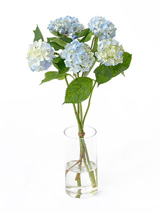 【生花】アジサイ(水色) 品種おまかせ