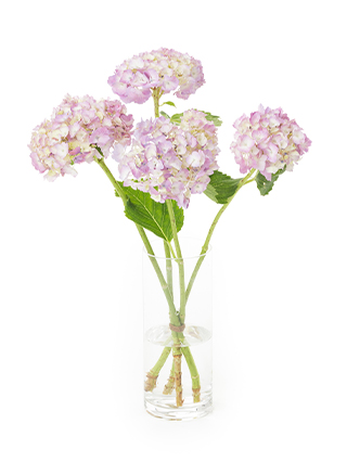 【生花】アジサイ(ピンク) 品種おまかせ