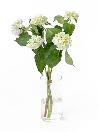 【生花】アジサイ(白) 品種おまかせ