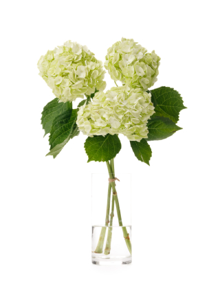 【生花】アジサイ セージ