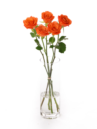 【生花】バラ(ケニア) アミナ