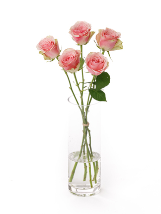 【生花】バラ(ケニア) ベラローザ