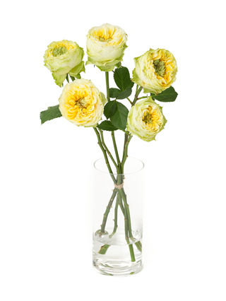 【生花】バラ(ケニア) レモンゼスト