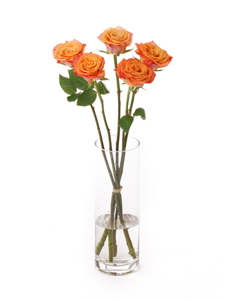 【生花】バラ(ケニア) マリヨ