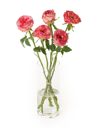 【生花】バラ(ケニア) スタートレック