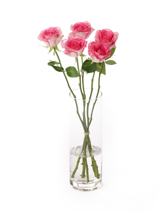 【入荷花材】バラ(ケニア) スウィートユニーク