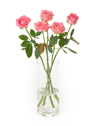 【生花】バラ アーリエス