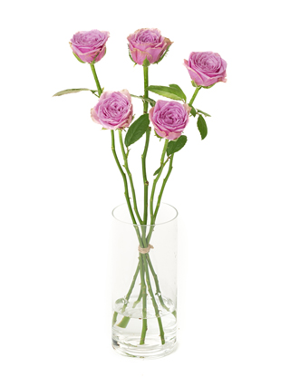 【生花】バラ ブルーミルフィーユ