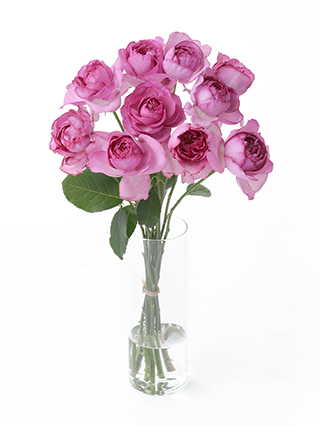 【生花】バラ イブピアッチェ