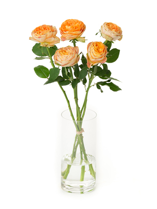 【生花】バラ ヘリオスロマンティカ