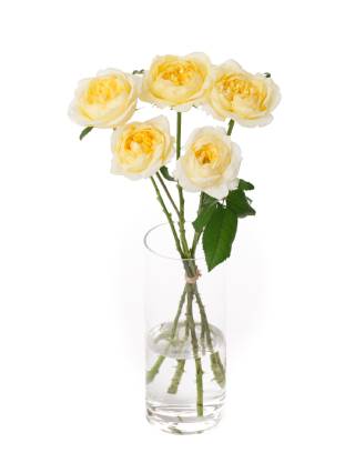 【入荷花材】バラ ジャンヌダルク