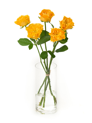 【入荷花材】バラ　マンゴリーバ