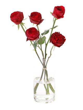 【生花】バラ マタドール