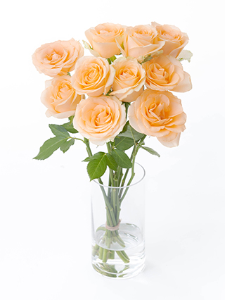 【生花】バラ ピーチアヴァランチェ＋