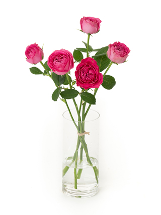 【生花】バラ ポムグラニット+