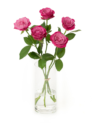 【生花】バラ プライムチャーム+