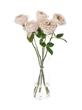 【生花】バラ シュエルヴァーズ