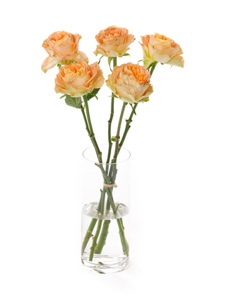 【生花】バラ スピキュール